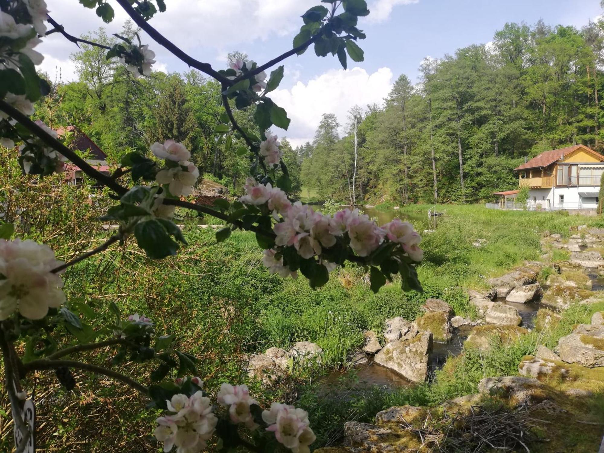 Ferienwohnung Und Sommerhaus Unter Der Burg Falkenberg  Kültér fotó